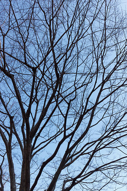 istock Tree with no leaves on the blue sky 526820814