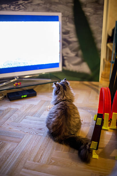 istock Rear view of a cat watching TV at home. 526822030