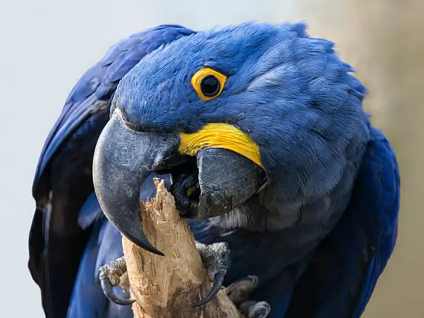 Photo of Close-up view of a Hyacinth macaw