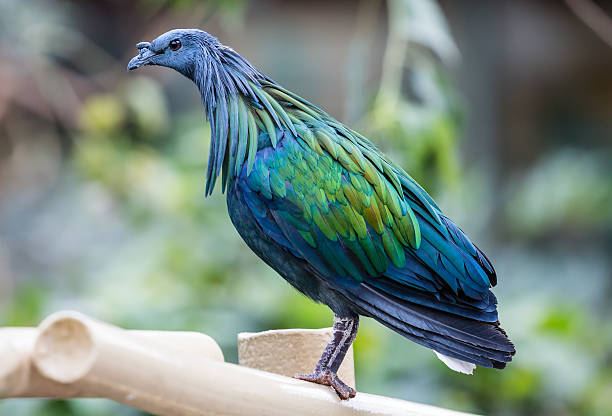 istock Close-up view of a Nicobar pigeon 526823692