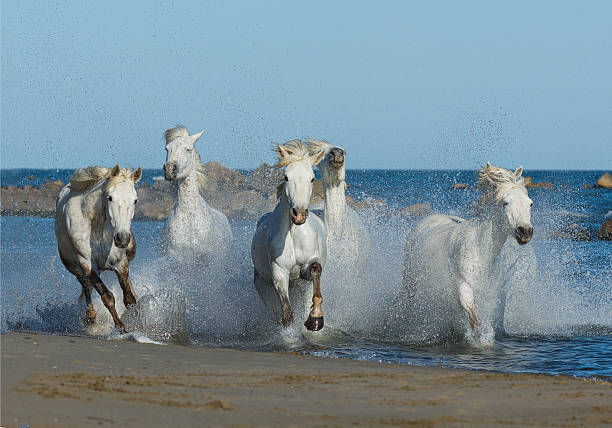 istock white horses on the sea shore 526823788
