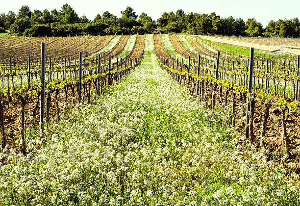 flowered vines in aragon at spring in region of terra alta