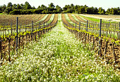 spring flowered flower vines vineyard aragon spain terra alta