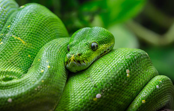 gros plan, vue de python vert - green tree python photos et images de collection