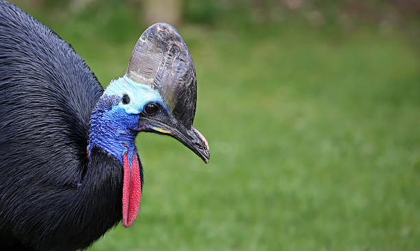 クローズアップの眺め、ヒクイドリ、コピースペース付き - cassowary australia papua new guinea beak ストックフォトと画像