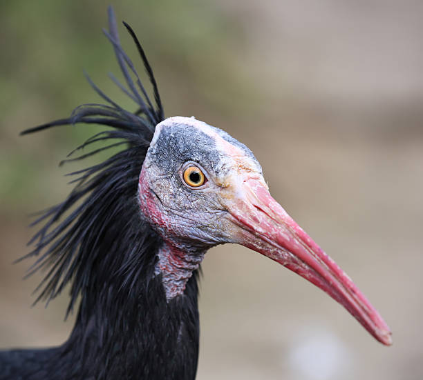 istock Close-up view of a young Hermit Ibis 526824186