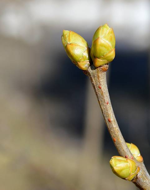 istock New Lilac buds emerging in early spring 526824460