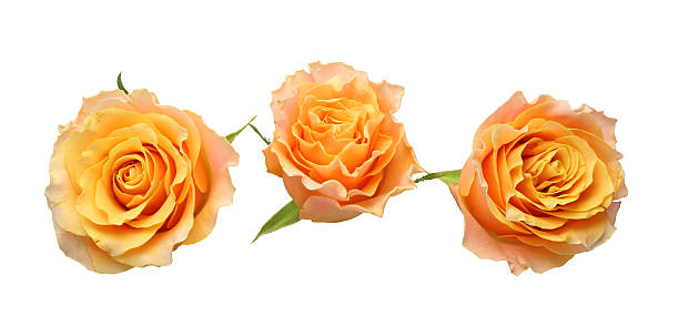 istock Flower head of roses 526825370