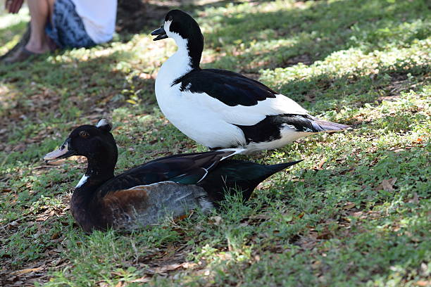 istock Male and Female Crested Ducks 526825886