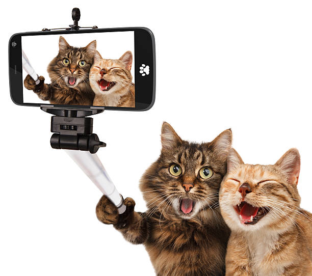 divertenti gatti-l'immagine. prolunga per selfie nella sua mano. - animal cell foto e immagini stock