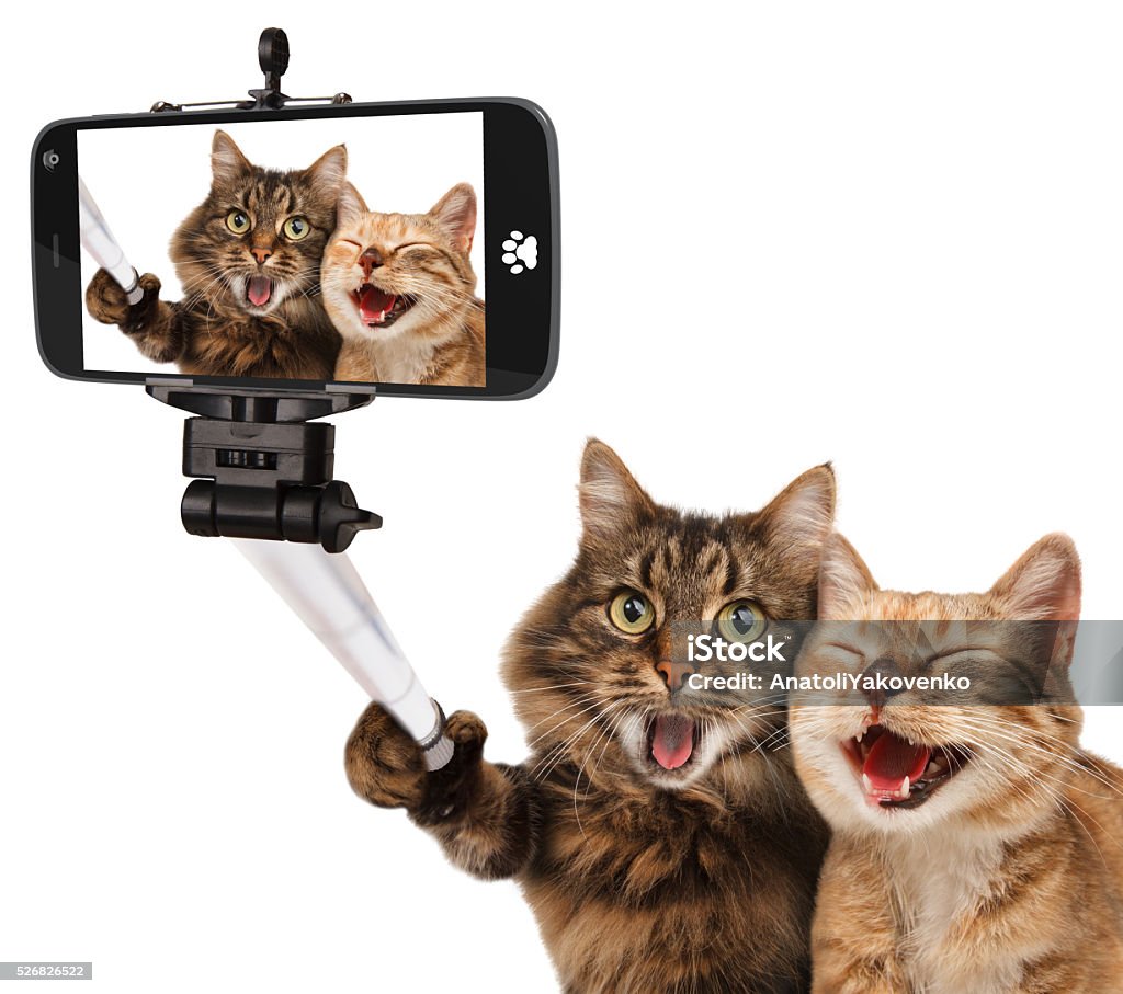 Funny cats - Self picture. Selfie stick in his hand. Funny cats - Self picture. Selfie stick in his hand. Couple of cat taking a selfie together with smartphone camera Domestic Cat Stock Photo