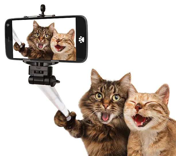 Photo of Funny cats - Self picture. Selfie stick in his hand.