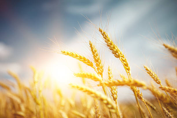 istock Field of gold 526826574