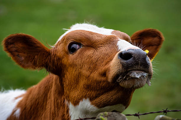 Close up of Ayrshire calf in a Scottish field A close up of Ayrshire calf in a Scottish field photographed on a dull overcast afternoon ayrshire cattle photos stock pictures, royalty-free photos & images
