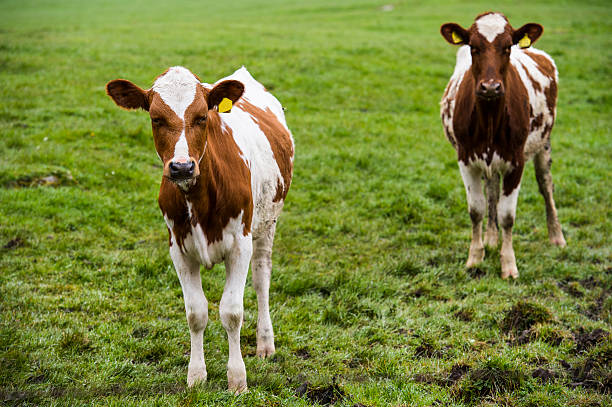 아야르셔 종아리둘레 스탠딩 필드에 덤프리스 갤러웨이 - ayrshire cattle 뉴스 사진 이미지