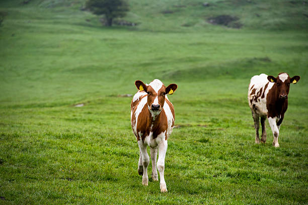 ayrshire waden steht im feld in dumfries und galloway - ayrshire stock-fotos und bilder