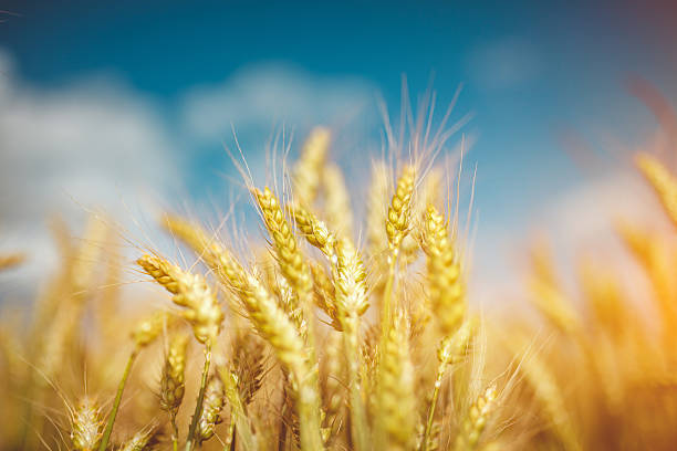 istock Field of gold 526827088