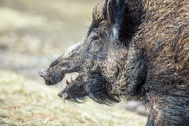 Adult male Wild Boar