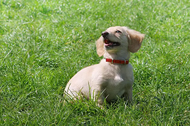 White Dachshund puppy sitting on the green grass - tan points creamy color