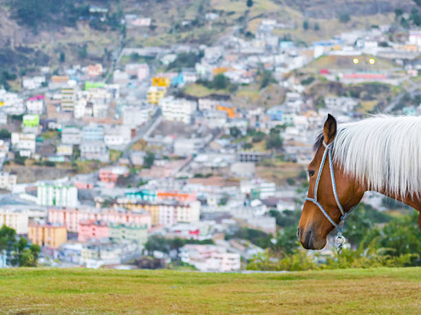 Horse head at the side of frame and cityscape scene at background in Quito city, Ecuador.