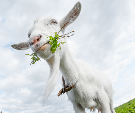 Goat with the bunch of fresh green grass standing on a summer meadow