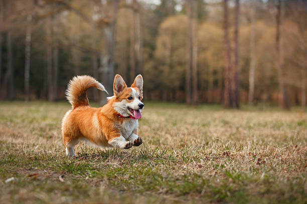 raza de perro corgi galés pembroke - corgi galés pembroke fotografías e imágenes de stock