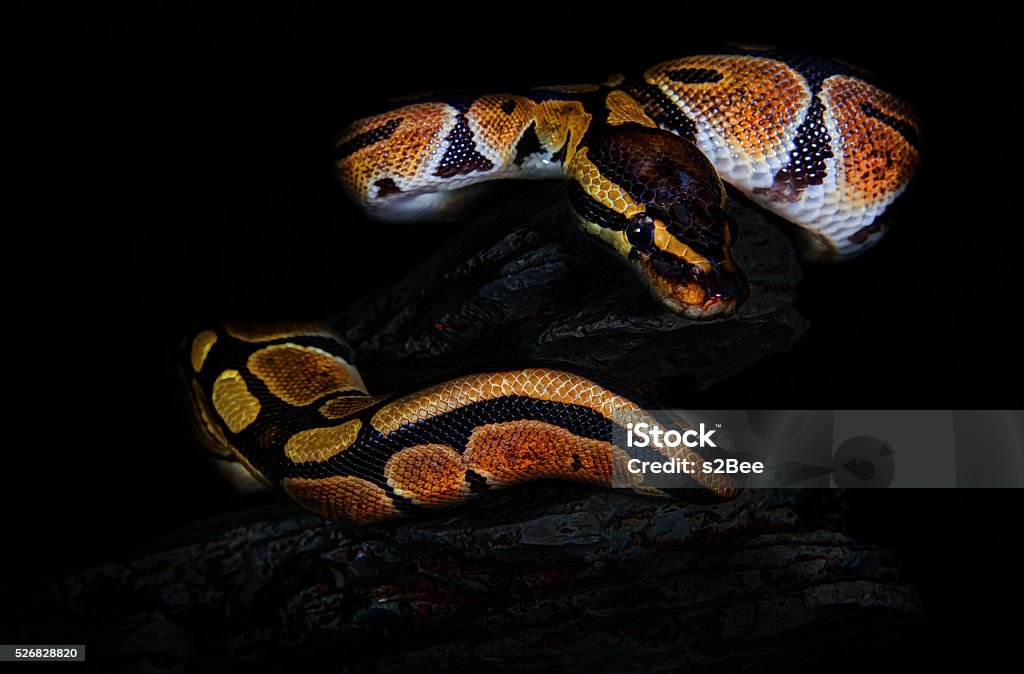 Standarda Royal Python Royal Python Stock Photo - Download Image Now - Horizontal, No People ...