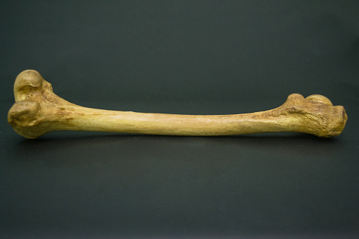 The Human Femur photographed in horizontal position over a black surface.