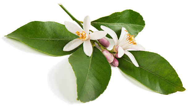 istock Flowers of lemon 526829668