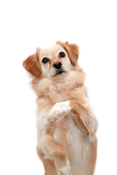 istock Cute dog standing up, isolated on white 526829696