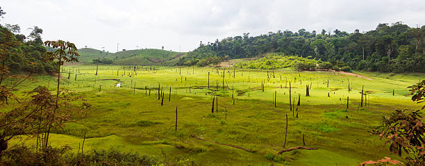 Destroyed tropical rainforest in Amazon, Brazil.