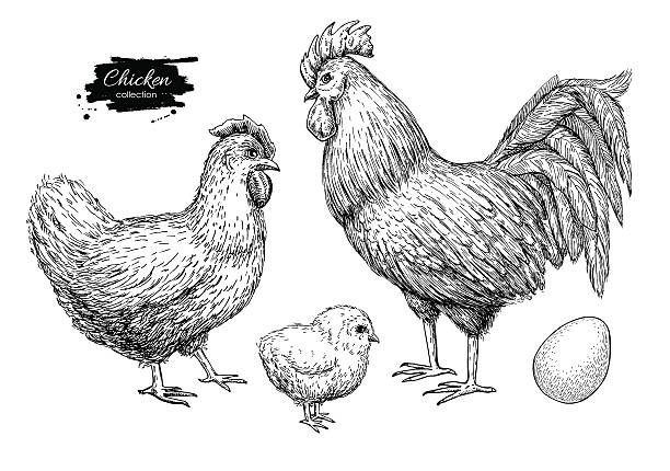 ilustrações, clipart, desenhos animados e ícones de vetorial mão desenhada conjunto de criação de frango. gravados frango, lista - engraving eggs engraved image old fashioned