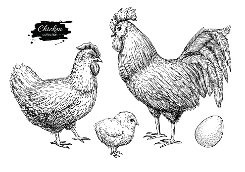 Vector chicken breeding hand drawn set. Engraved Chicken, Roster, baby chick and egg illustrations. Rural natural bird farming. Poultry business.