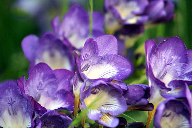 Freesias stock photo