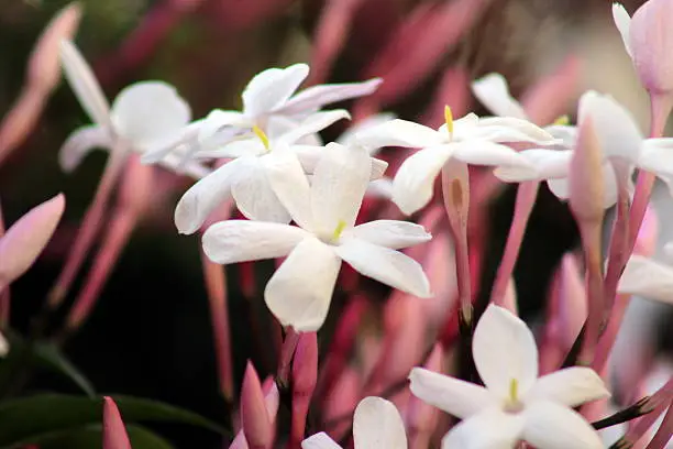Photo of Pink Jasmine Flowers