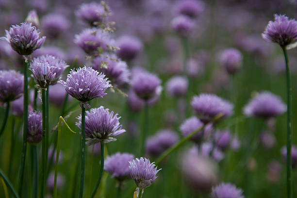 Chive Flowers stock photo