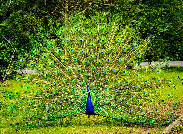 istock Portrait of beautiful peacock 526831436
