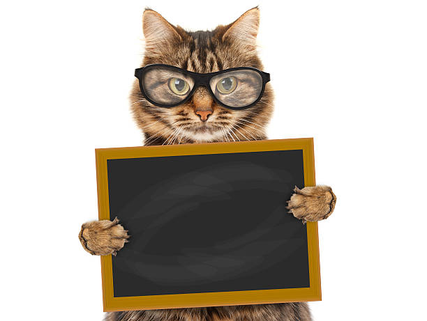 istock Cat with blackboard and sign Back to school 526831504