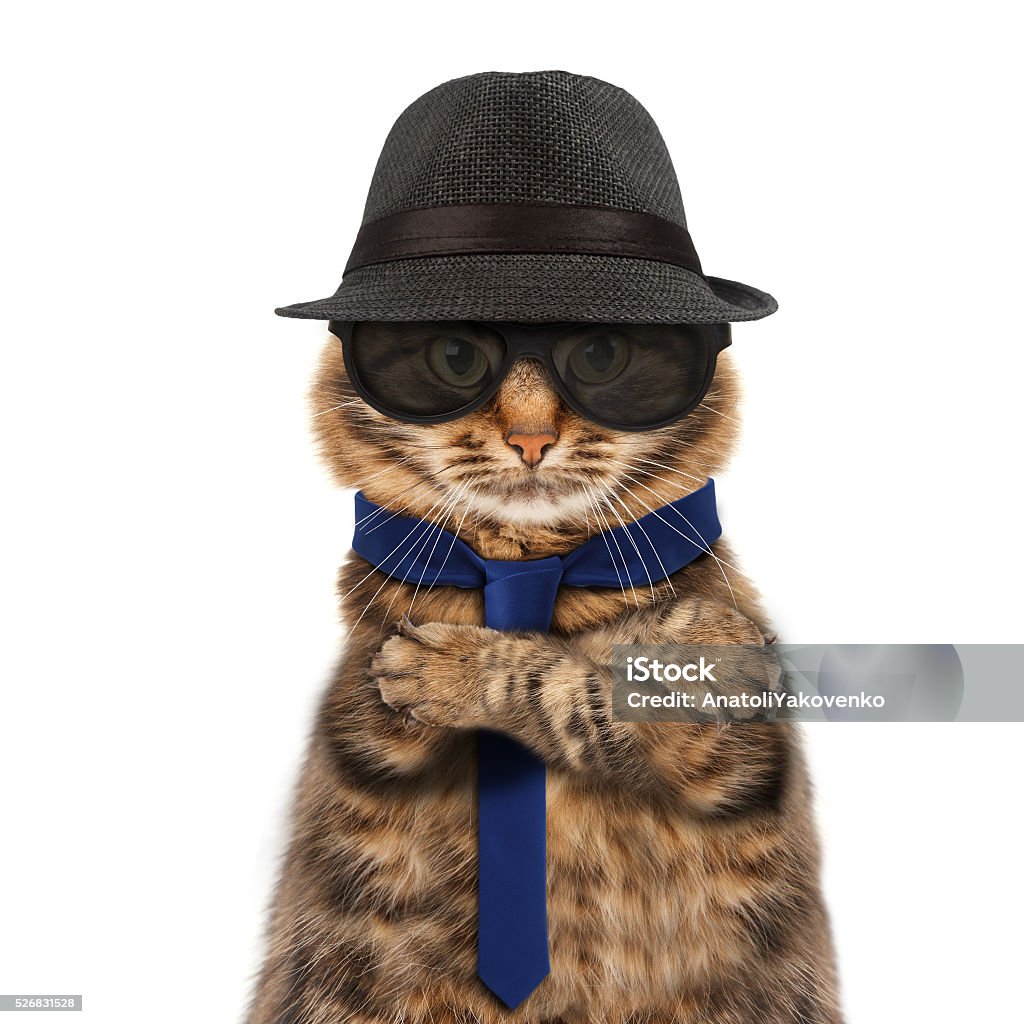 Funny Cat Mafia Boss Stock Photo - Download Image Now - Domestic ...