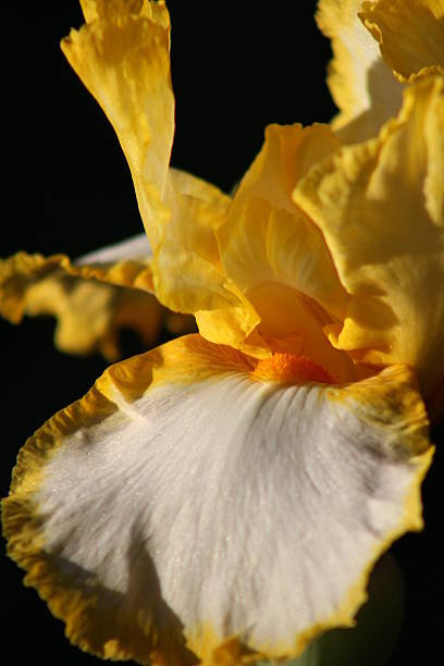 Yellow Iris Portrait stock photo