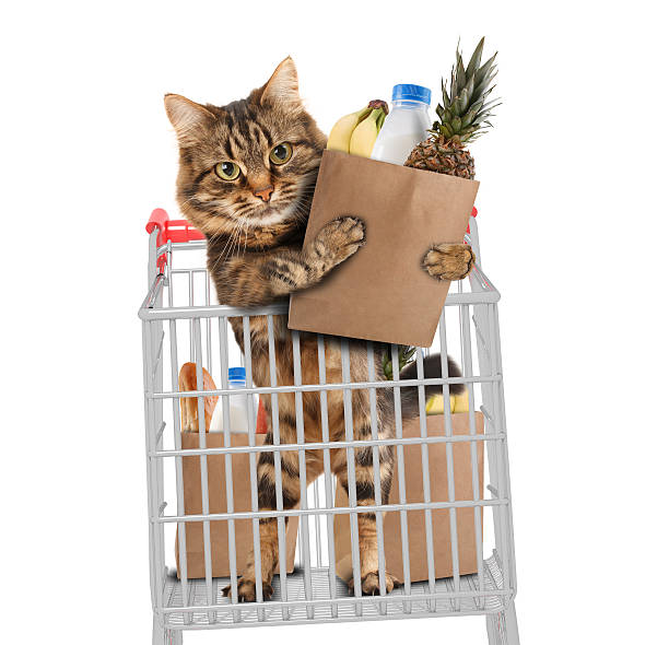 Funny cat in the store, on white background