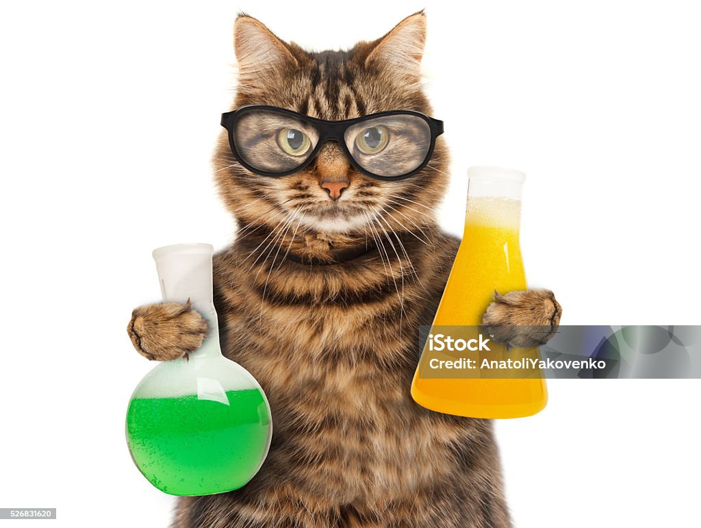 Funny Cat Is Studying Chemistry Stock Photo - Download Image Now ...