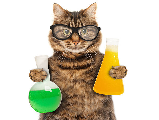 gato engraçado está a estudar química - professor scientist chemistry teacher - fotografias e filmes do acervo