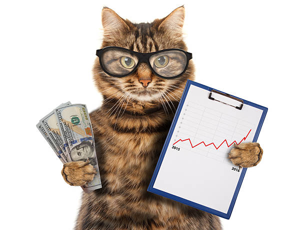 Funny cat with a folder for presentations. Funny cat with a folder for presentations. Money in hand. Business scene. money cat stock pictures, royalty-free photos & images
