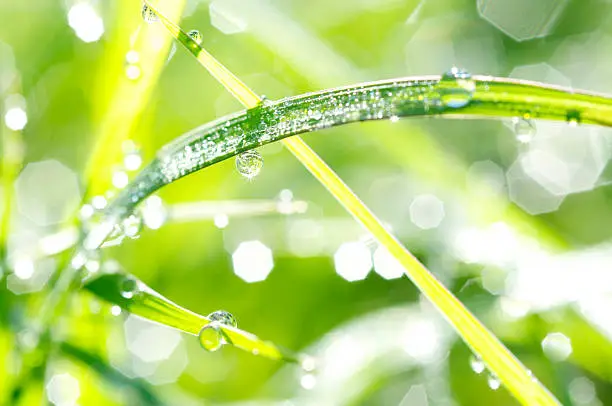 Close-up of grass with dewdrops, and light reflections with background of green leaves.