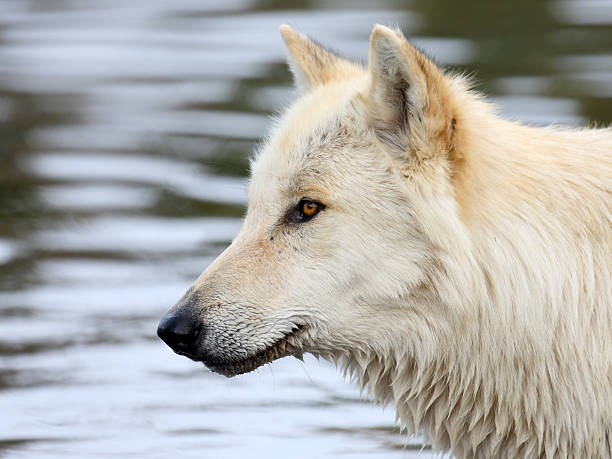 istock Blond wolf in front of a pond 526833022