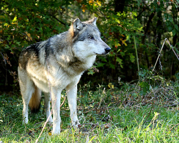 istock Wolf standing in a grassy area in a forest 526833252
