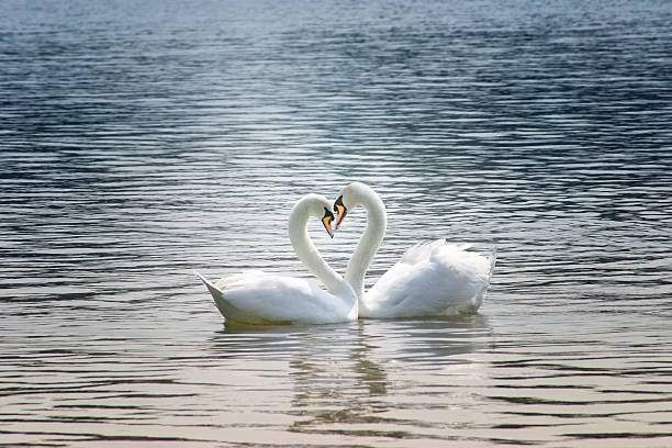 amorevole swans - water bird swan bird animal foto e immagini stock