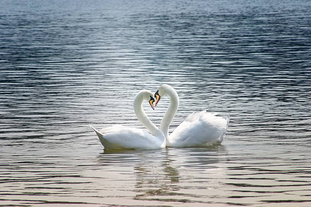 loving swans loving swans forming a heart swan photos stock pictures, royalty-free photos & images