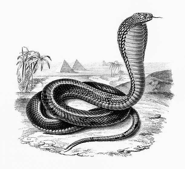 египетская кобра - cobra engraving antique retro revival stock illustrations